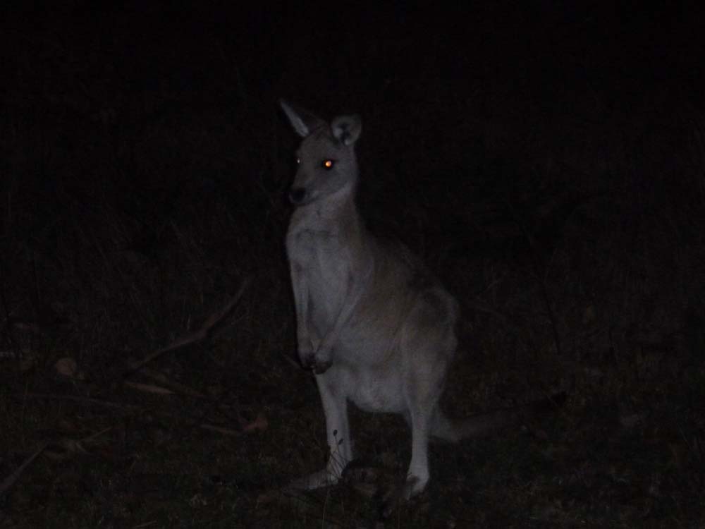 AUSTRALIA - Kangaroo in camp in the Snowy Mountains